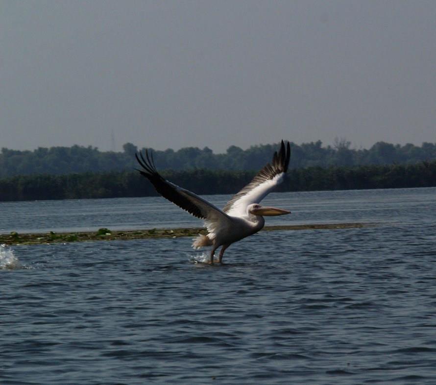 din natura - delta-dunarii.jpg